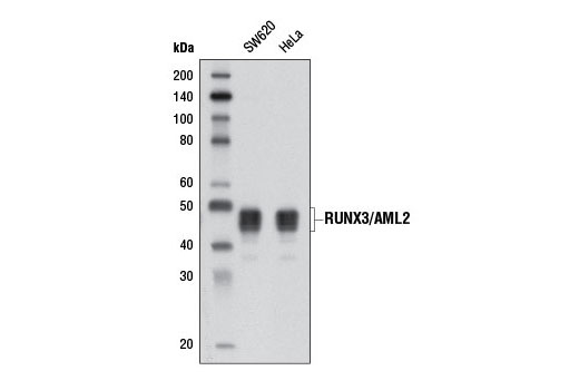 RUNX3/AML2 (D6E2) Rabbit mAb