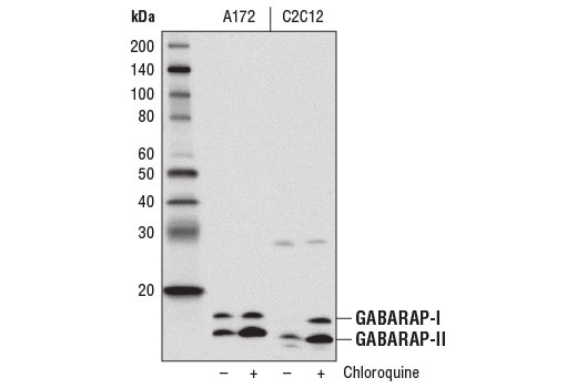 GABARAP (E1J4E) Rabbit mAb