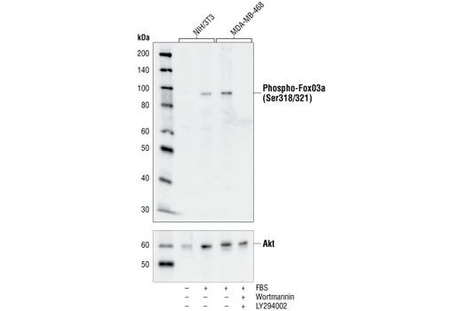 Phospho-FoxO3a (Ser318/321) Antibody