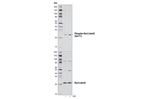Phospho-Rac1/cdc42 (Ser71) Antibody