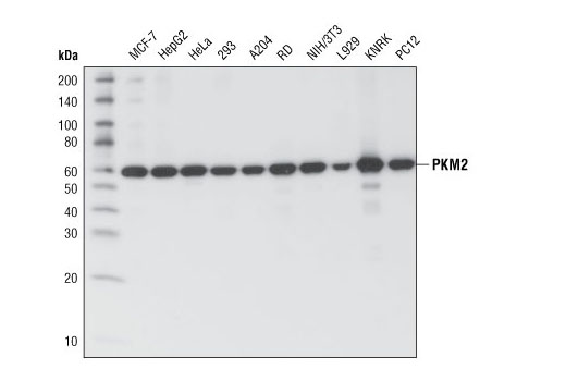PKM1/2 (C103A3) Rabbit mAb