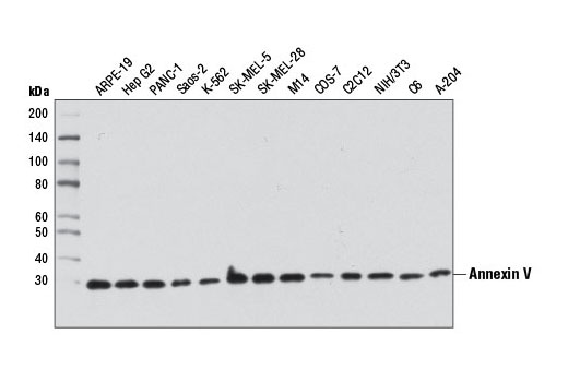 Annexin V Antibody