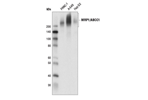 MRP1/ABCC1 (D7O8N) Rabbit mAb