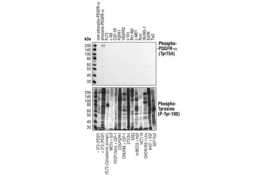 Phospho-PDGF Receptor α (Tyr754) (23B2) Rabbit mAb