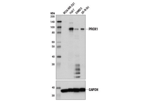 PROX1 (D2J6J) Rabbit mAb