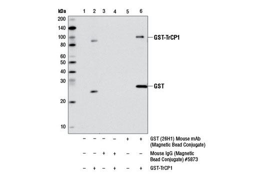 GST (26H1) Mouse mAb (Magnetic Bead Conjugate)