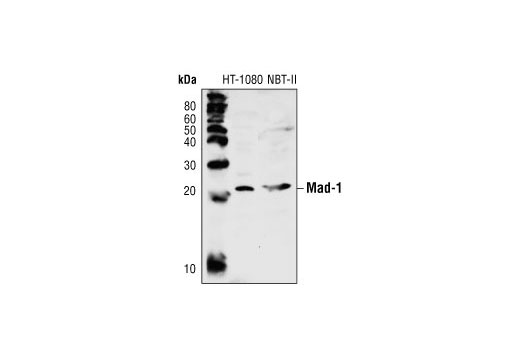 Mad-1 Antibody