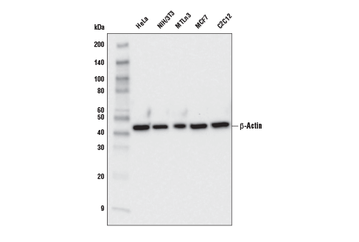 β-Actin (E4D9Z) Mouse mAb