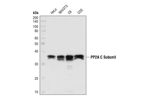 PP2A C Subunit Antibody