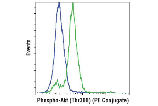 Phospho-Akt (Thr308) (D25E6) XP Rabbit mAb (PE Conjugate)