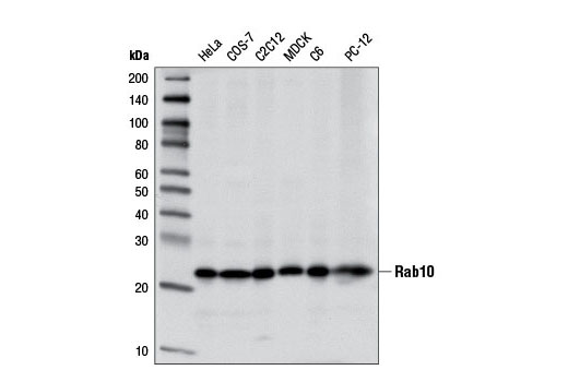 Rab10 (D36C4) XP Rabbit mAb