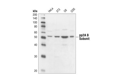 PP2A B Subunit Antibody