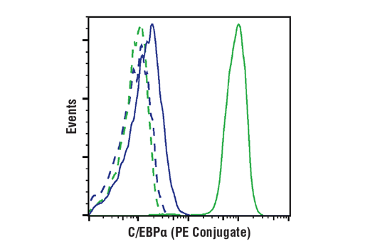C/EBPα (D56F10) XP Rabbit mAb (PE Conjugate)