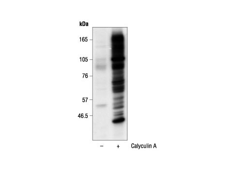 Phospho-(Ser) Arg-X-Tyr/Phe-X-pSer Motif Antibody