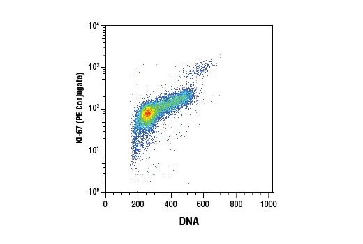 Ki-67 (D3B5) Rabbit mAb (PE Conjugate)