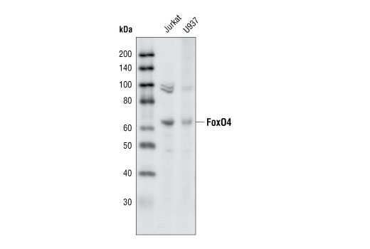 FoxO4 (55D4) Rabbit mAb