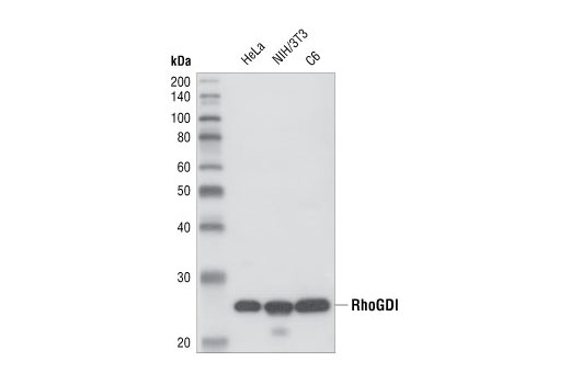RhoGDI Antibody