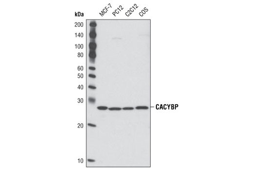 CACYBP Antibody