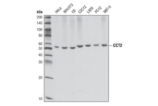 CCT2 Antibody
