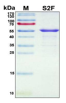 Recombinant SARS-CoV-2 Spike Protein, S2 Subunit