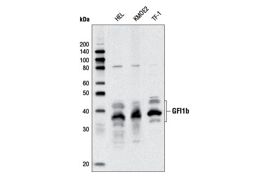 GFI1b (D3G2) Rabbit mAb