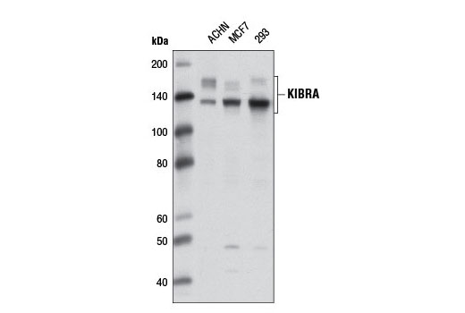 KIBRA Antibody
