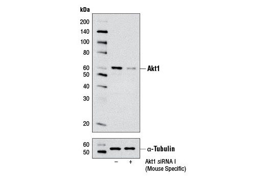 SignalSilence Akt1 siRNA I (Mouse Specific)