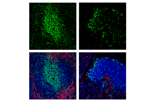 CD4 (RM4-5) Rat mAb (FITC Conjugate)