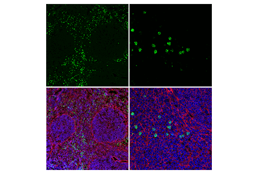 Ly-6G/Ly-6C (Gr-1) (RB6-8C5) Rat mAb (FITC Conjugate)
