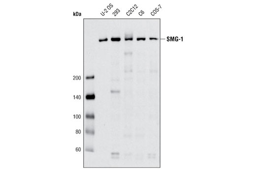 SMG-1 (Q25) Antibody