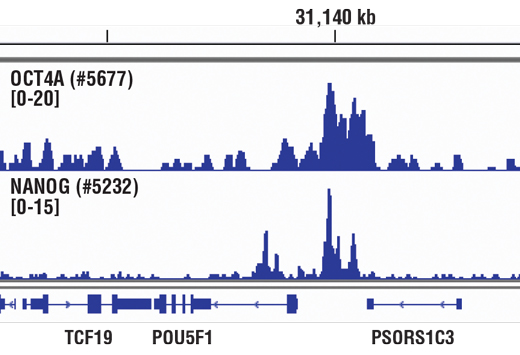 Nanog (D73G4) XP Rabbit mAb (ChIP Formulated)