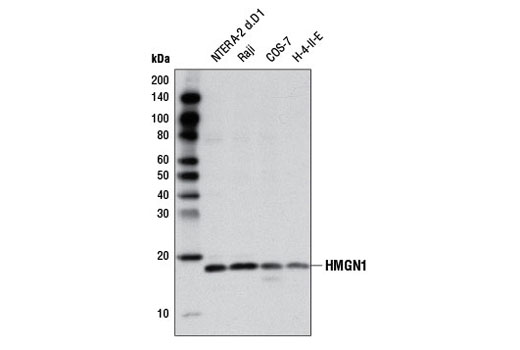 HMGN1 Antibody