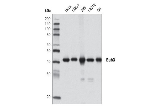 Bub3 (D4F9) Rabbit mAb