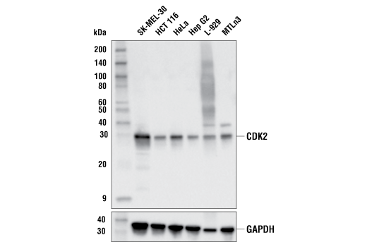 CDK2 (E8J9T) XP Rabbit mAb