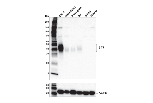 GITR (E9O9H) Rabbit mAb