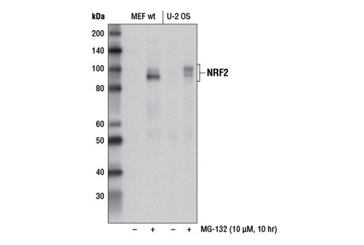 p62/KEAP1/NRF2 Pathway Sampler Kit