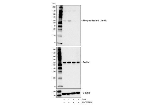 Phospho-Beclin-1 (Ser30) Antibody