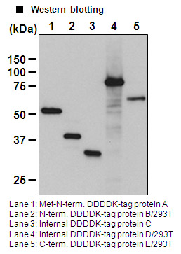 Anti-DDDDK-tag mAb-HRP-DirecT