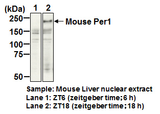 Anti-Per1 (Mouse) pAb