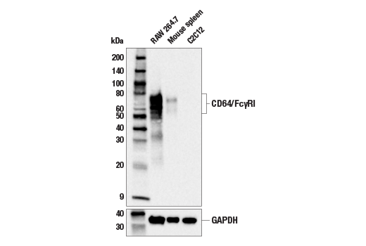 CD64/FcgammaRI (E2O4L) Rabbit mAb