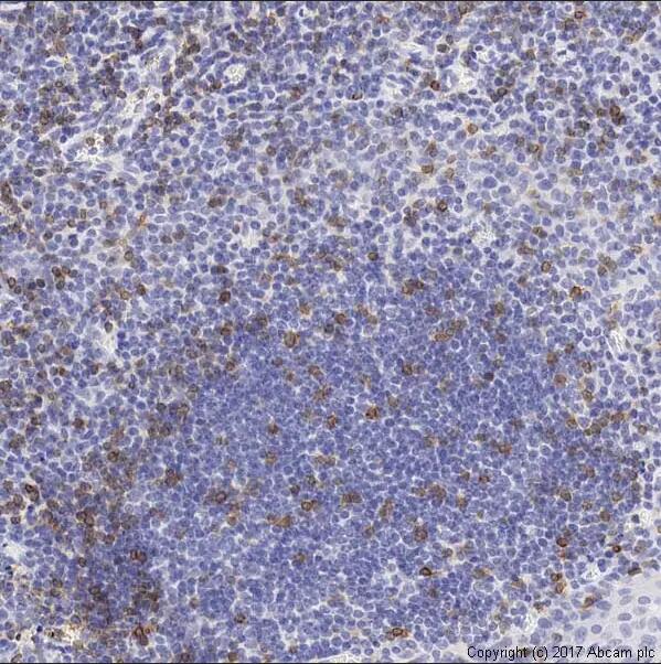 Anti-CD3 antibody [SP7]