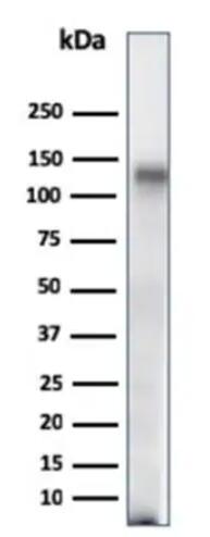 Anti-CD68 antibody [C68/684]