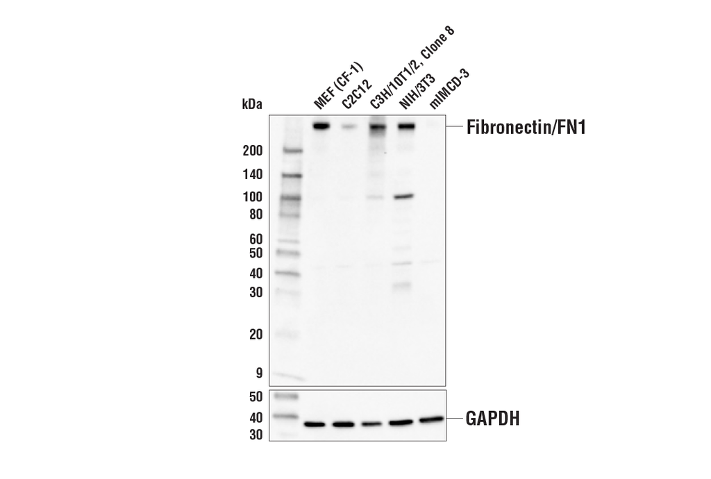 Fibronectin/FN1 Antibody