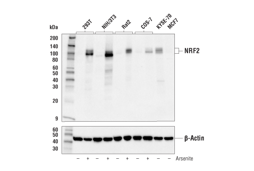 NRF2(E5F1A)Rabbit mAb
