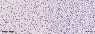 少突胶质细胞髓鞘相关蛋白抗体