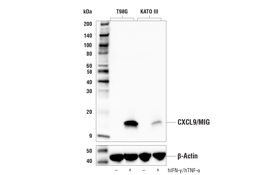 CXCL9/MIG (E6Z5W) Rabbit mAb