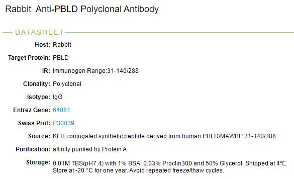 MAWD结合蛋白抗体