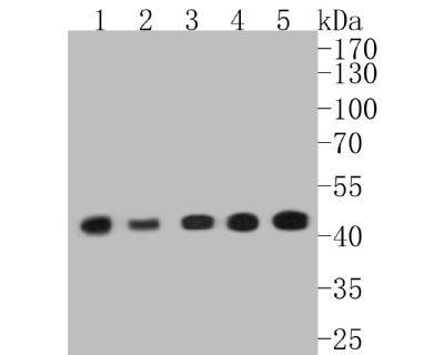 a-SMA重组兔单克隆抗体