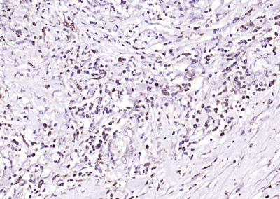 Toll样受体4抗体