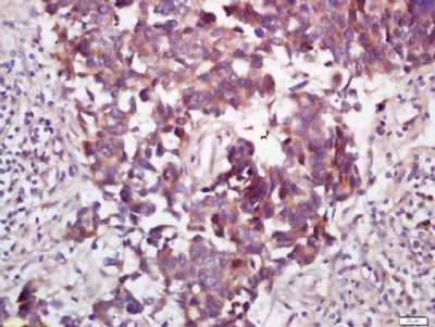 Wnt蛋白家族7B抗体